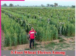 5-Foot Wheat Thrives Among Dragon Fruit: A Farmer’s Innovation Dragon Fruit