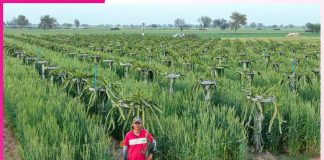 5-Foot Wheat Thrives Among Dragon Fruit: A Farmer’s Innovation Dragon Fruit