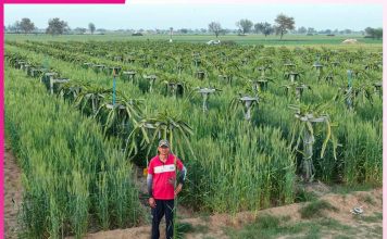5-Foot Wheat Thrives Among Dragon Fruit: A Farmer’s Innovation Dragon Fruit