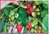 Strawberry Farming: A New Identity and Prosperity for the Region Strawberry Farming