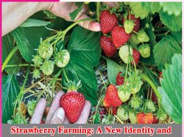 Strawberry Farming: A New Identity and Prosperity for the Region Strawberry Farming