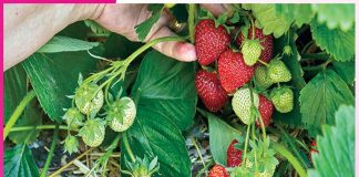 Strawberry Farming: A New Identity and Prosperity for the Region Strawberry Farming