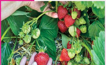 Strawberry Farming: A New Identity and Prosperity for the Region Strawberry Farming
