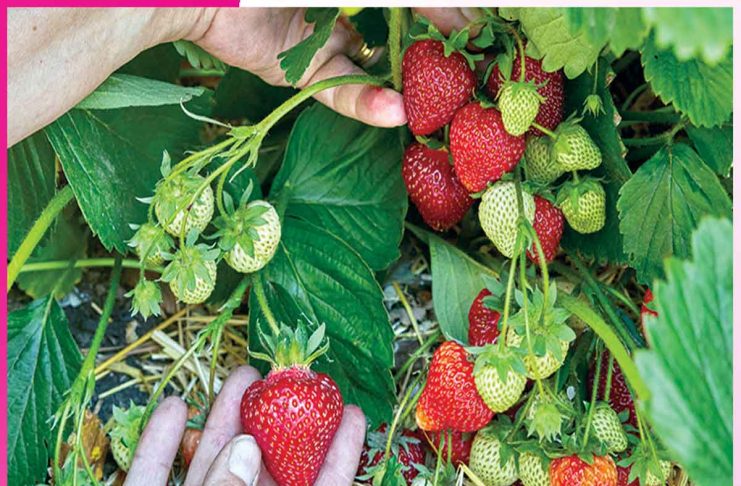 Strawberry Farming: A New Identity and Prosperity for the Region Strawberry Farming