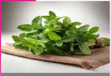 Mint: A Natural Remedy for Summer Ailments Mint