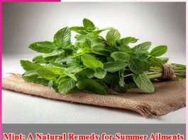 Mint: A Natural Remedy for Summer Ailments Mint