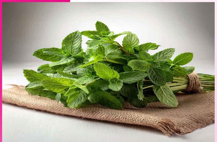 Mint: A Natural Remedy for Summer Ailments Mint