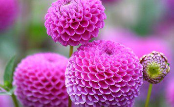 The Pride of Your Garden - Dahlia Sachi Shiksha