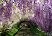 Japan's Wisteria Flower Tunnel - Sachi Shiksha
