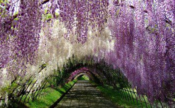 Japan's Wisteria Flower Tunnel - Sachi Shiksha