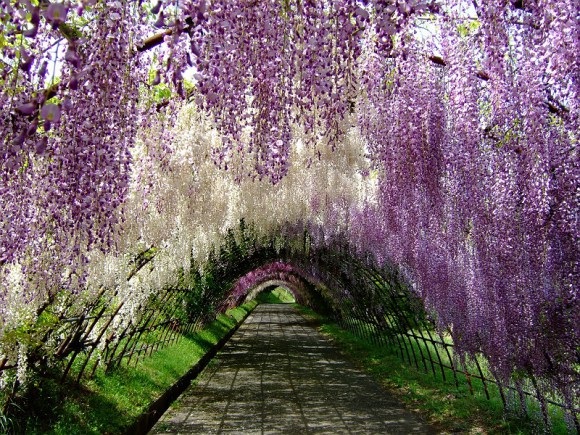 Japan's Wisteria Flower Tunnel - Sachi Shiksha