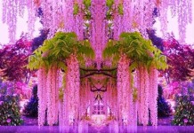 Japan’s Wisteria Flower Tunnel 01 - Sachi Shiksha