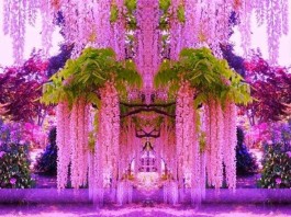 Japan’s Wisteria Flower Tunnel 01 - Sachi Shiksha