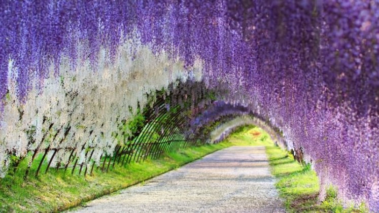 Japan’s Wisteria Flower Tunnel - 03 - Sachi Shiksha