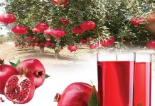 The Nutritious Fruit of Summer - Pomegranate - Sachi Shiksha