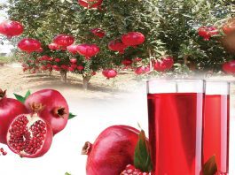 The Nutritious Fruit of Summer - Pomegranate - Sachi Shiksha