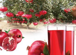 The Nutritious Fruit of Summer - Pomegranate - Sachi Shiksha