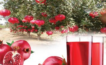 The Nutritious Fruit of Summer - Pomegranate - Sachi Shiksha