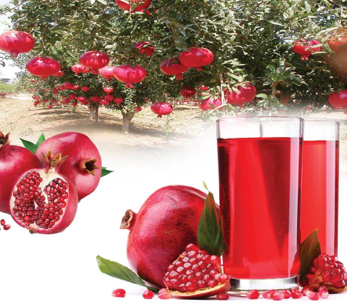 The Nutritious Fruit of Summer - Pomegranate - Sachi Shiksha