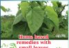 Home based remedies with small leaves