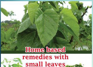 Home based remedies with small leaves