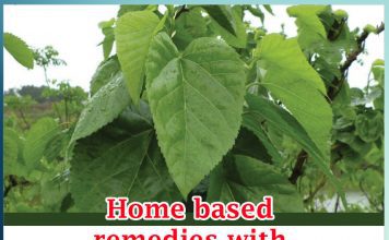 Home based remedies with small leaves