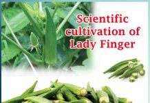 Lady Finger Cultivation in scientific way and its scientific name- Sachi Shiksha
