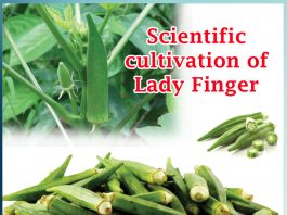 Lady Finger Cultivation in scientific way and its scientific name- Sachi Shiksha