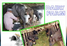 How to start your dairy farm - Sachi Shiksha