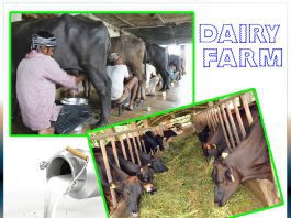 How to start your dairy farm - Sachi Shiksha