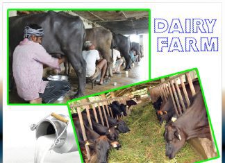 How to start your dairy farm - Sachi Shiksha