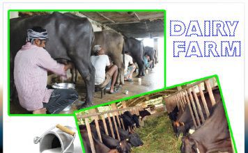 How to start your dairy farm - Sachi Shiksha