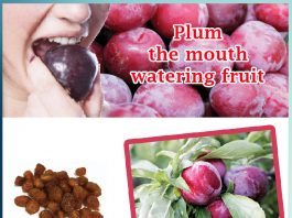 Plum the mouth watering fruit