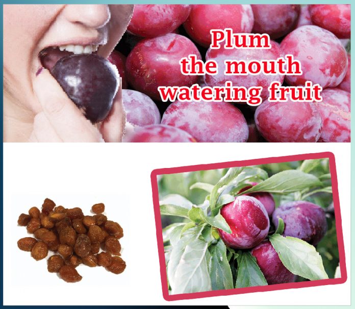 Plum the mouth watering fruit
