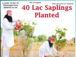 40 lac saplings planted ,On 14 August