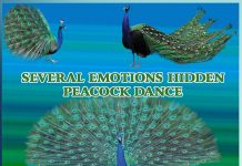 SEVERAL EMOTIONS HIDDEN PEACOCK DANCE