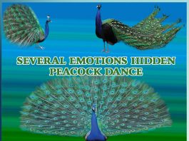 SEVERAL EMOTIONS HIDDEN PEACOCK DANCE