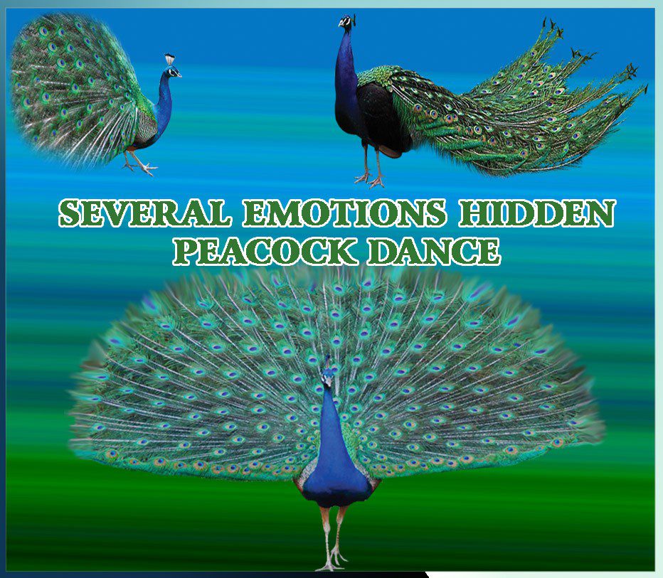 images of peacock dancing