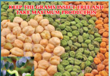 keep the grams insect free to get more production Sachi Shiksha