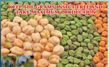 keep the grams insect free to get more production Sachi Shiksha
