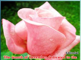 The month of December dedicated to the service of mankind
