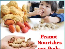 Peanut Nourishes Our Body - Sachi Shiksha