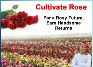 cultivate rose and make handsome money - Sachi Shiksha