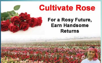 cultivate rose and make handsome money - Sachi Shiksha