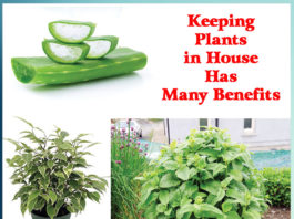 Keeping Plants in House Has Many Benefits