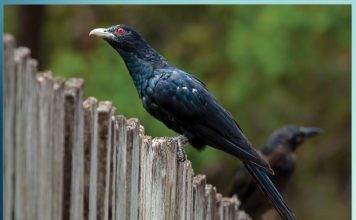 Cuckoo An Introduction - Sachi Shiksha