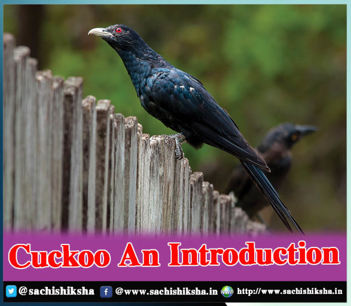 Cuckoo An Introduction - Sachi Shiksha