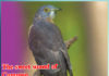 The sweet sound of Common Hawk Cuckoo - Sachi Shiksha
