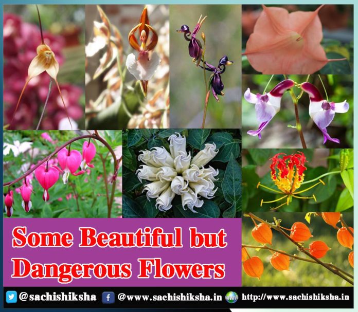 Some Beautiful but Dangerous Flowers Sachi Shiksha