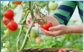 Kitchen Gardening